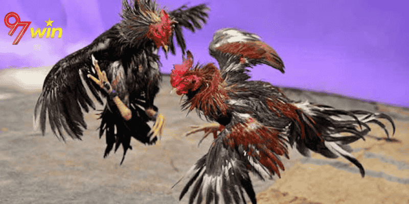 Tổng Quan Về Đá Gà Online