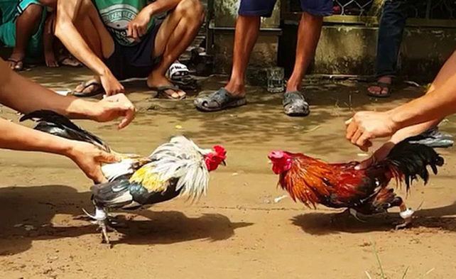 Lợi Ích Khi Tham Gia Đá Gà Online Cùng 97win